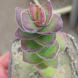 crassula species