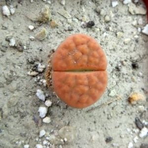 lithops karasmontana