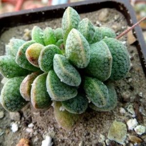 crassula tecta hybrid