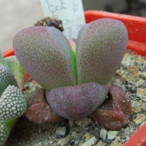 tanquana hilmarii