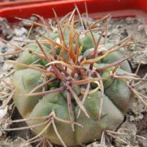 gymnocalicium ohoterenae variispinum