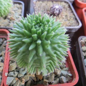 euphorbia susannae