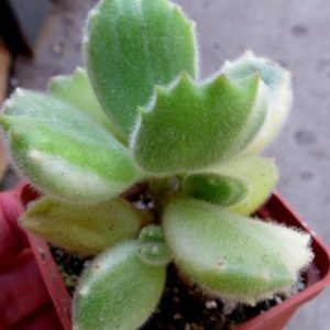 cotyledon ladismithiensis variegata
