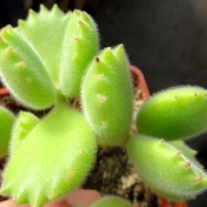cotyledon tomentosa