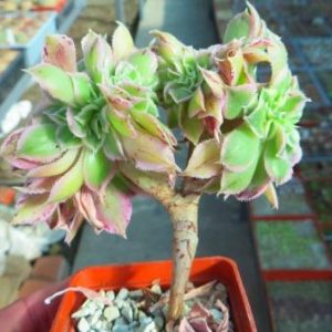 aeonium sanbest cristata