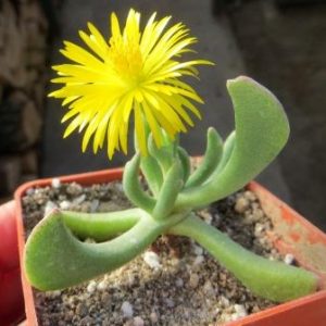 rhombophyllum nelii