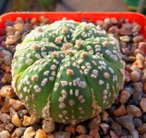 astrophytum super kabuto кубик 7 см