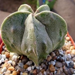 astrophytum fukuryu