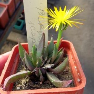 bergeranthus scapigera