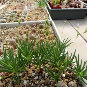 tylecodon striatus aff
