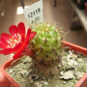 12119 sulcorebutia tarabucoensis EK 7093