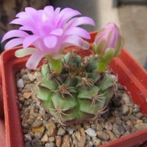 gymnocalycium damsii