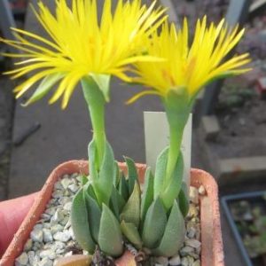 bergeranthus scapigera