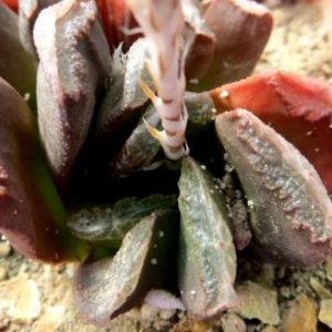 haworthia hybrid