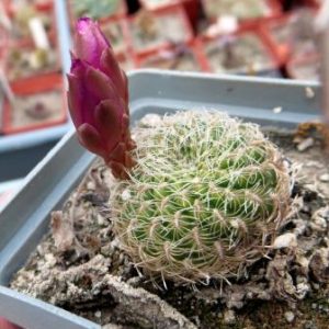 sulcorebutia crispata PHA 915\2