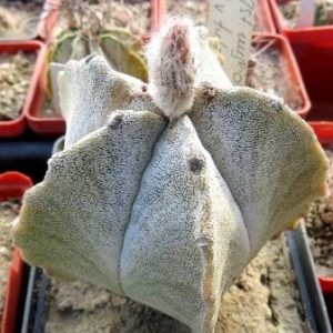 astrophytum myriostigma tulense Runde Riper