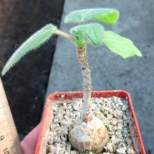 uncarina roseliana