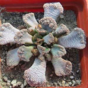 1870.015 MG titanopsis calcarea