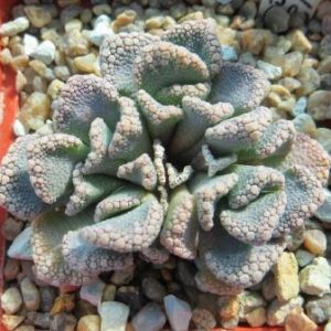 1870.12 MG titanopsis calcarea