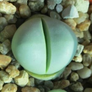 argyroderma delaetii