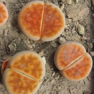 lithops karasmontana lateritia