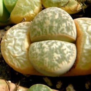 lithops helmutii