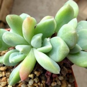 echeveria topsy turvy cristata
