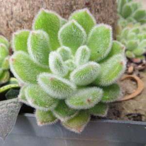 echeveria  setosa doris taylor