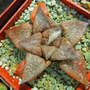 haworthia splendid hybrid