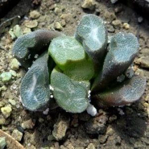 haworthia maughanii hybrid