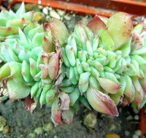 echeveria cristata
