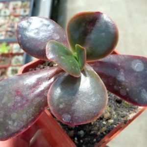 echeveria fireball