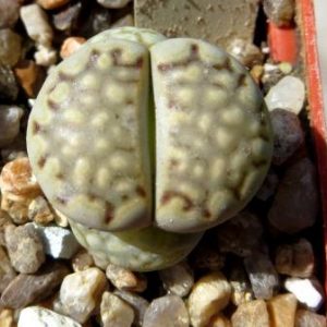 1621.4 lithops julii fulleri roxii