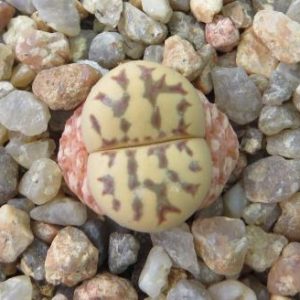lithops dorotheae
