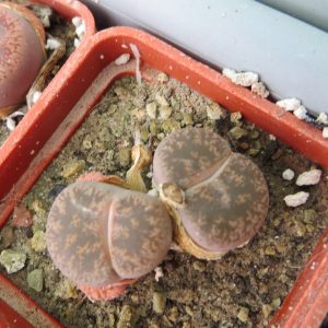 lithops lesliei