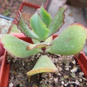 crassula blue bird