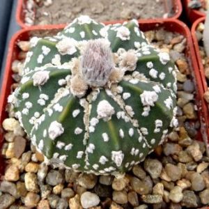 astrophytum hybrid