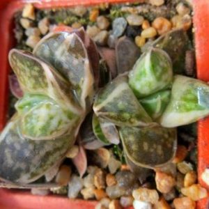 gasteria maculata variegata