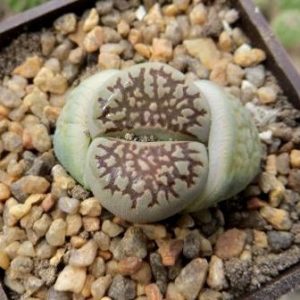 lithops salicola