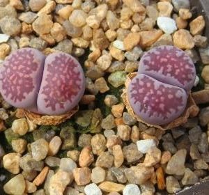 lithops salicola bacchus
