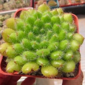 echeveria setosa