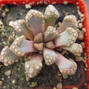 titanopsis hugo-schlechteri