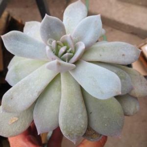 echeveria laui hybrid
