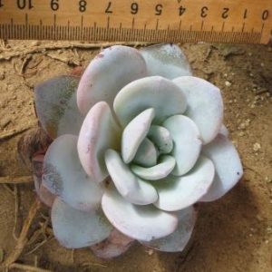 echeveria laui