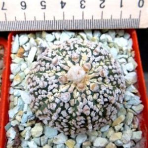 astrophytum super kabuto gold  own root