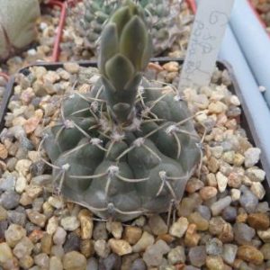 gymnocalycium sp LB Panarotto