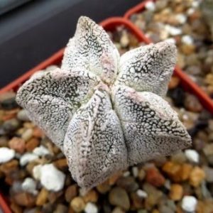 astrophytum onzuka fukuryu