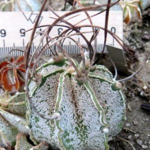 astrophytum niveum  Plapp