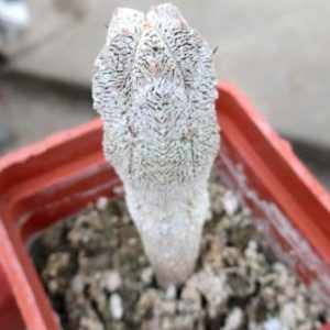 astrophytum onzuka columnare