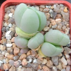 gibbaeum helsii